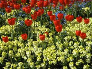 HORTICULTURE